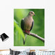 Mourning Dove Wall Decal
