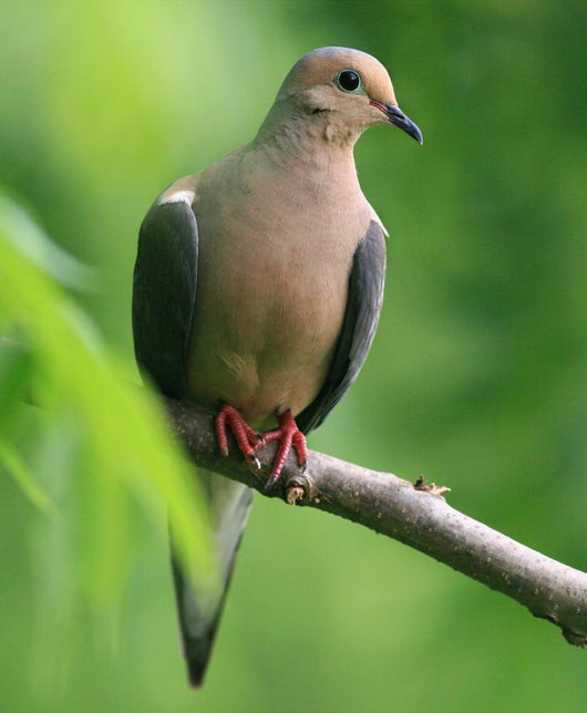 Mourning Dove Wall Decal