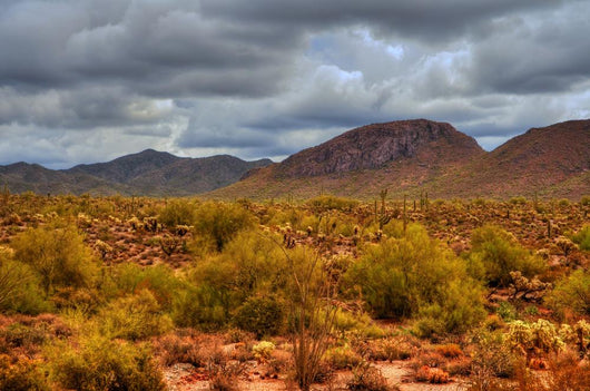 Winter Desert Storm Wall Decal
