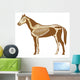 Horse Skeleton Illustration Wall Decal