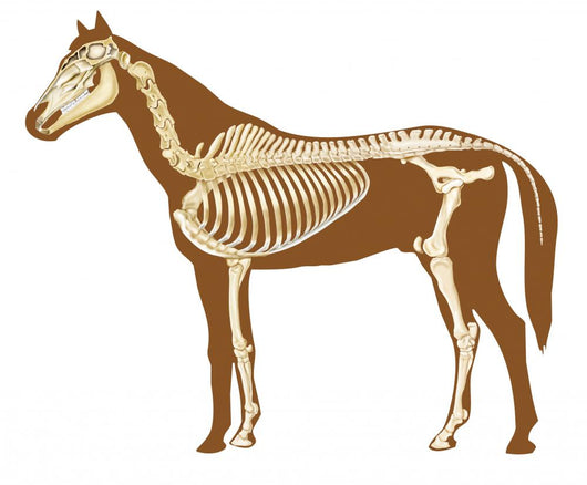 Horse Skeleton Illustration Wall Decal