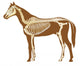Horse Skeleton Illustration Wall Decal