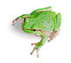Treefrog White Wall Decal