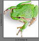 Treefrog White Wall Decal