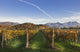 Vineyard Wall Decal