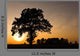Tree Silhouette and Sunset Wall Decal