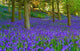 Bluebell Woods Springtime Wall Decal
