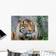 Sumatratiger Wall Decal