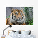 Sumatratiger Wall Decal