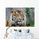 Sumatratiger Wall Decal