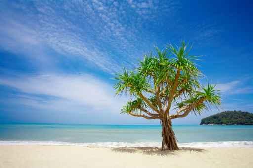 Beach Tree and Ocean Wall Decal