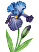 Flowers Irises Wall Decal