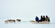 Dog Sledging Trip Cold Wall Decal