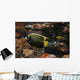 Colorful Fish Wall Decal