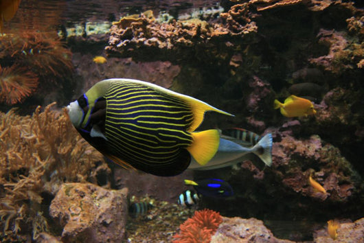 Colorful Fish Wall Decal