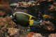 Colorful Fish Wall Decal