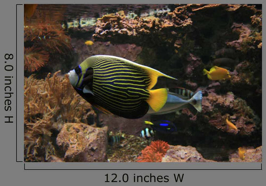 Colorful Fish Wall Decal