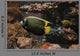Colorful Fish Wall Decal
