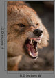 Snarling Wolf Wall Decal