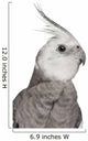 Male Cockatiel - Right Side (Nymphicus Hollandicus) Wall Decal