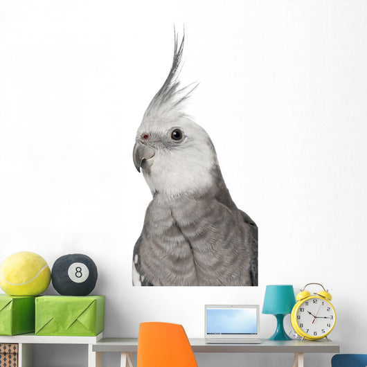 Male Cockatiel - Left Side (Nymphicus Hollandicus) Wall Decal