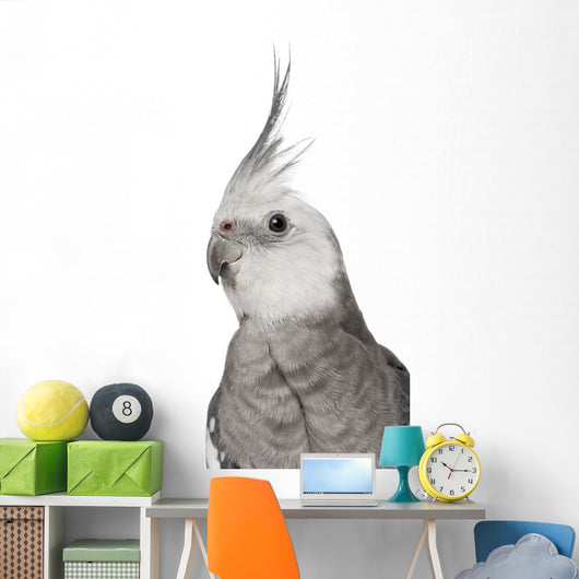 Male Cockatiel - Left Side (Nymphicus Hollandicus) Wall Decal