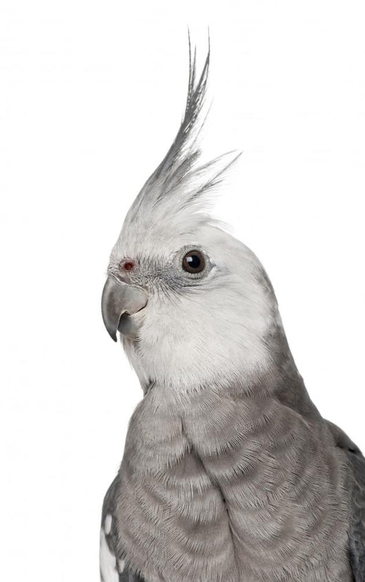 Male Cockatiel - Left Side (Nymphicus Hollandicus) Wall Decal