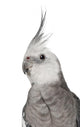 Male Cockatiel - Left Side (Nymphicus Hollandicus) Wall Decal