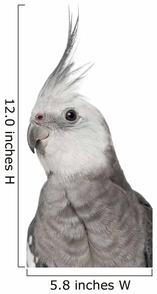 Male Cockatiel - Left Side (Nymphicus Hollandicus) Wall Decal