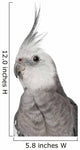 Male Cockatiel - Left Side (Nymphicus Hollandicus) Wall Decal