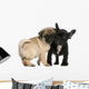 Pug Puppy and French Wall Decal