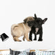 Pug Puppy and French Wall Decal