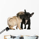 Pug Puppy and French Wall Decal