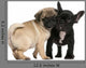 Pug Puppy and French Wall Decal
