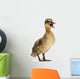 Mallard or Wild Duck Wall Decal