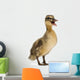 Mallard or Wild Duck Wall Decal