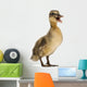 Mallard or Wild Duck Wall Decal