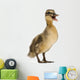 Mallard or Wild Duck Wall Decal