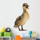 Mallard or Wild Duck Wall Decal