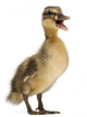Mallard or Wild Duck Wall Decal