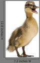 Mallard or Wild Duck Wall Decal