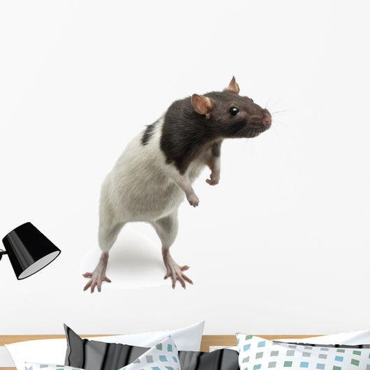 Fancy Rat Standing Wall Decal