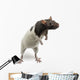 Fancy Rat Standing Wall Decal