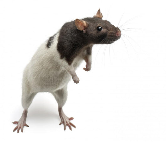 Fancy Rat Standing Wall Decal