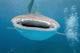 While Shark Blue Wall Decal