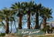 Palm Springs California Wall Decal