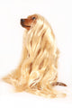 Dog with Wig Wall Decal