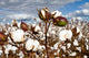 Cotton Bolls Field Wall Decal