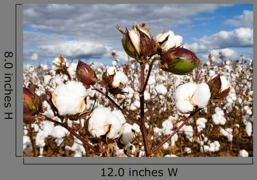 Cotton Bolls Field Wall Decal