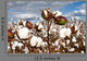 Cotton Bolls Field Wall Decal